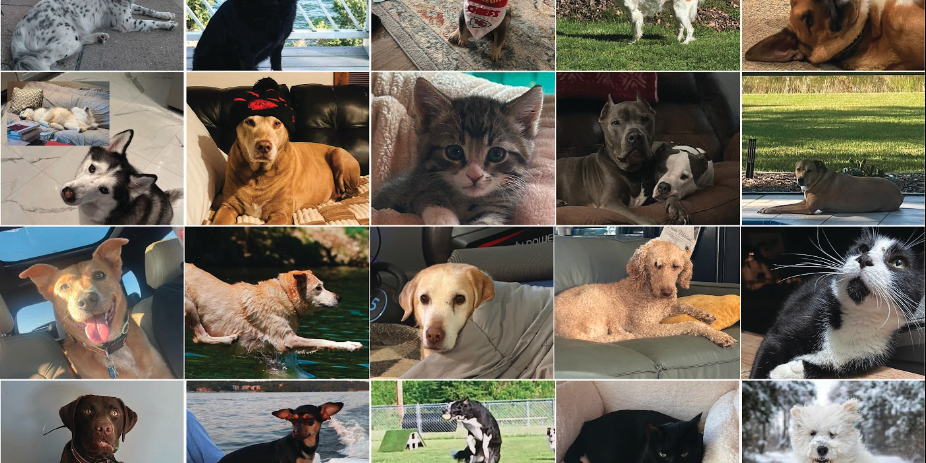 LOP Facebook Furry Friends